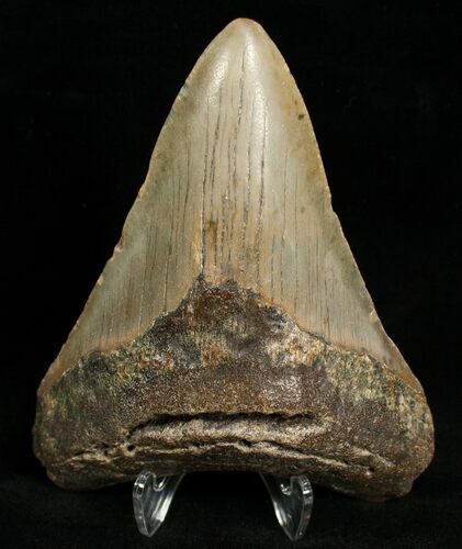Megalodon Shark Tooth - N Carolina #6656